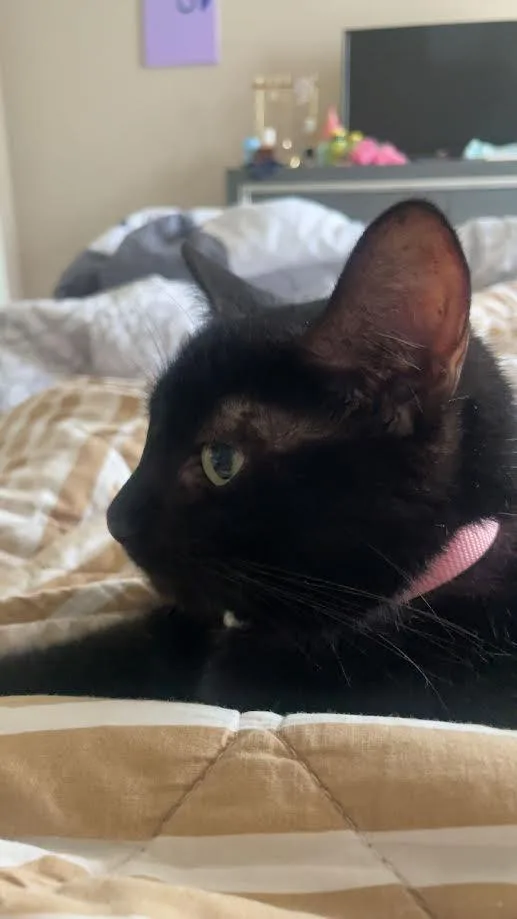 An adult medium-sized female Domestic Short Hair cat named Luna for adoption in Bloomington, IN