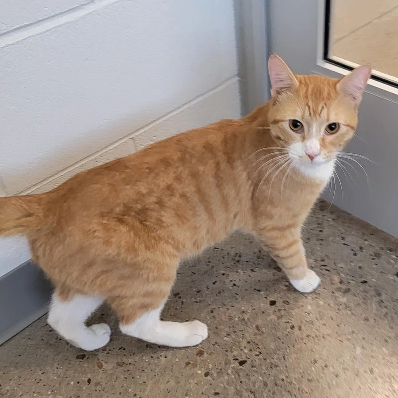 An adult medium-sized male Orange / Red Domestic Short Hair cat named Bach for adoption in Phoenix, AZ