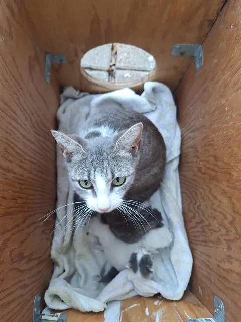 A young small-sized female Domestic Short Hair cat named Ellie for adoption in San Antonio, TX