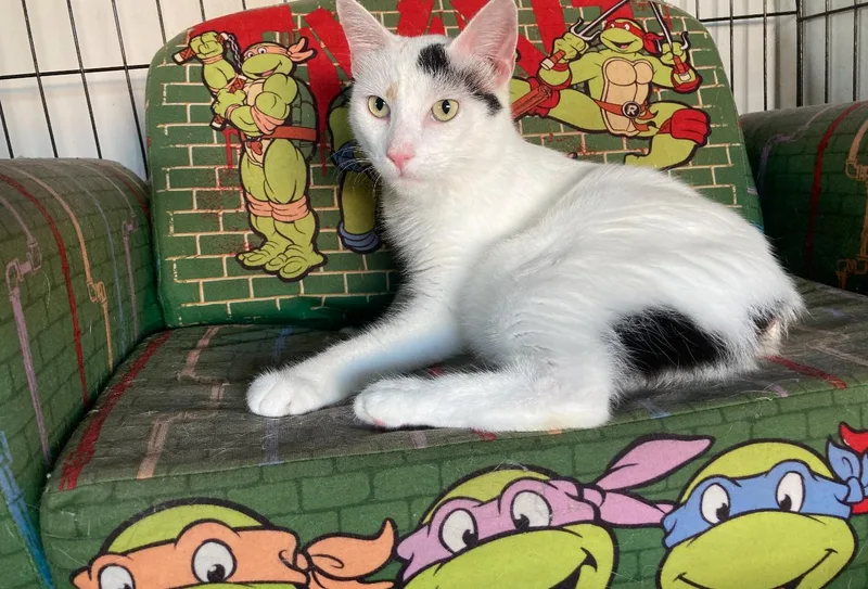 A young medium-sized female Dilute Calico cat named Snowball Princess for adoption in Homestead, FL