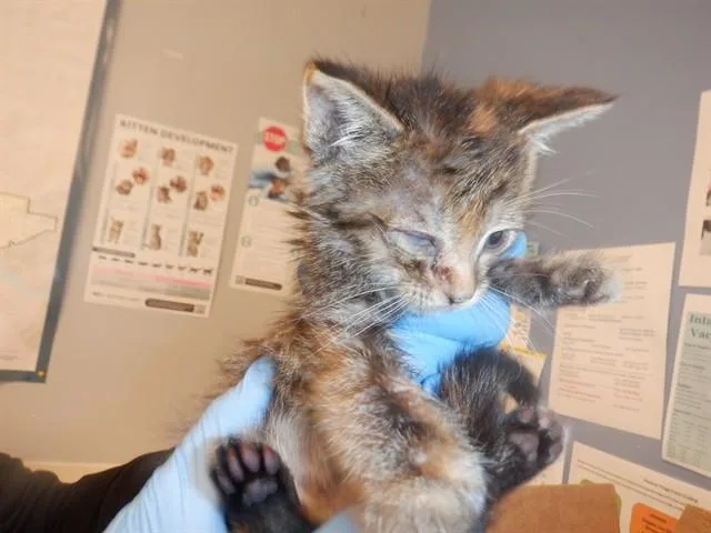 A baby small-sized female Domestic Short Hair cat named Bella for adoption in San Jose, CA
