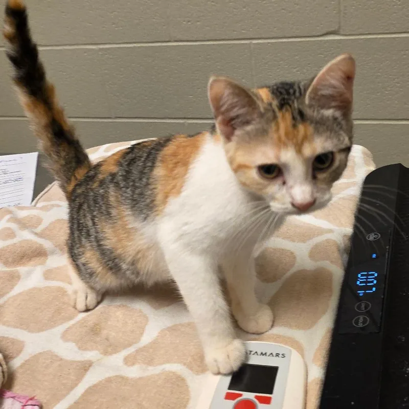 A baby small-sized female Brown / Chocolate Domestic Short Hair cat named Flopsy for adoption in Bristol, IN