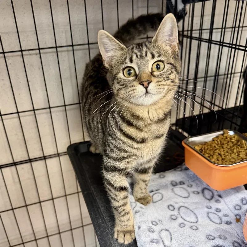 A baby small-sized female Brown / Chocolate Domestic Short Hair cat named Amara for adoption in Middleburg Heights , OH