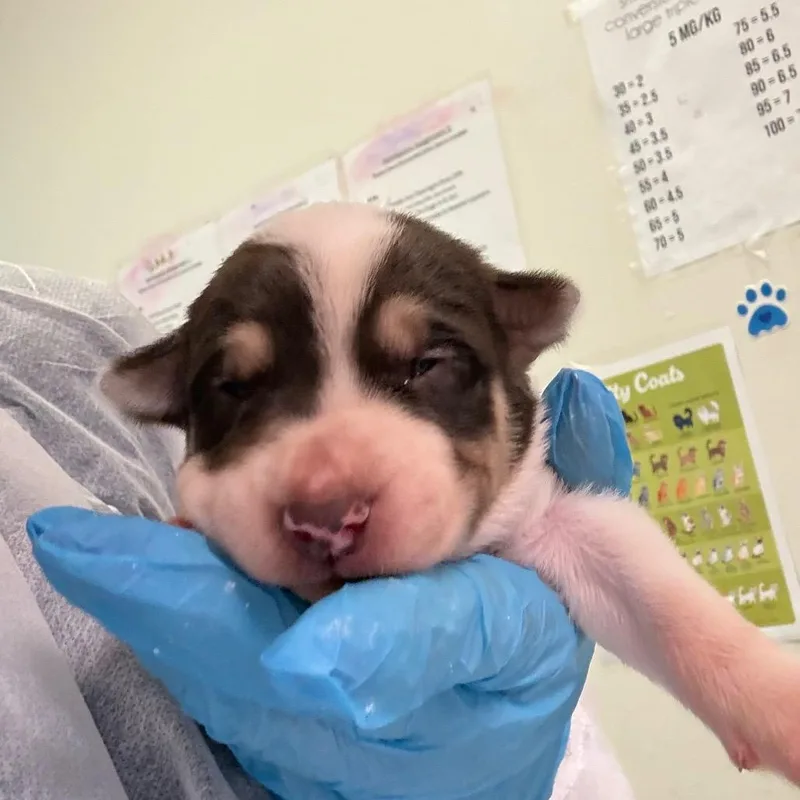 A baby small-sized male Brown / Chocolate Mixed Breed dog named Lenny for adoption in Charleston, WV