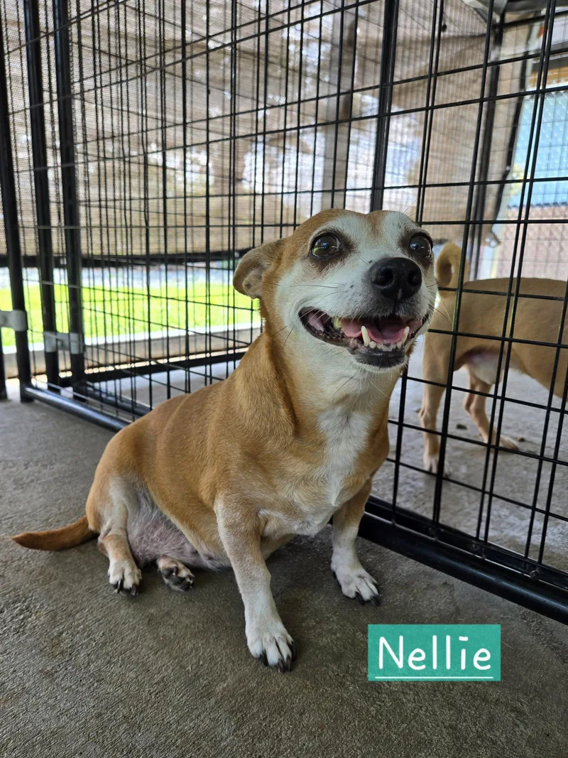 Nellie thumbnail 3