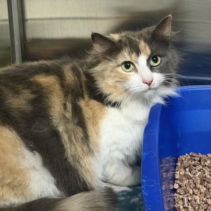 An adult small-sized female Calico Domestic Medium Hair cat named Primrose for adoption in Falls Church, VA