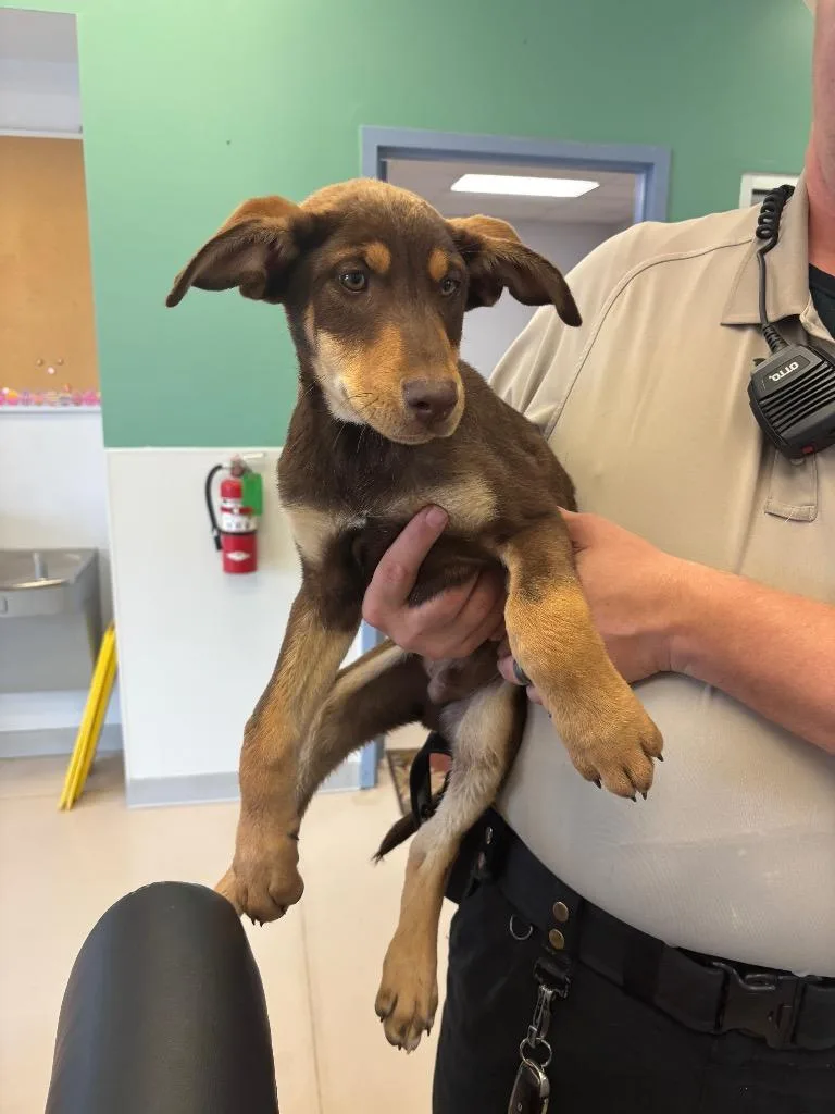 A baby medium-sized male Doberman Pinscher dog named Payne for adoption in Belton, TX