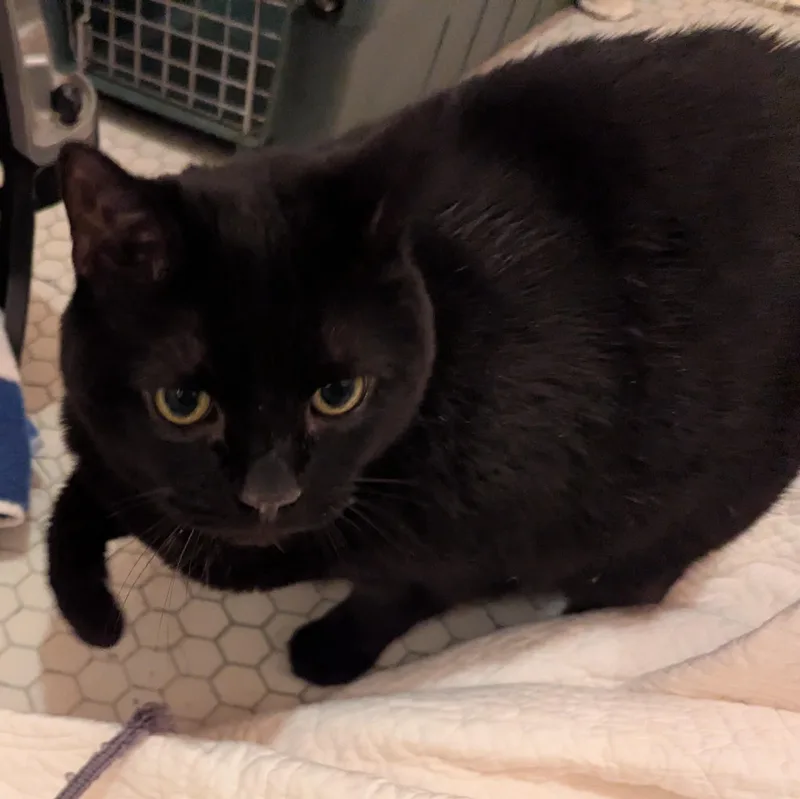 A senior medium-sized female Black Domestic Short Hair cat named Bella for adoption in Wyandotte, MI