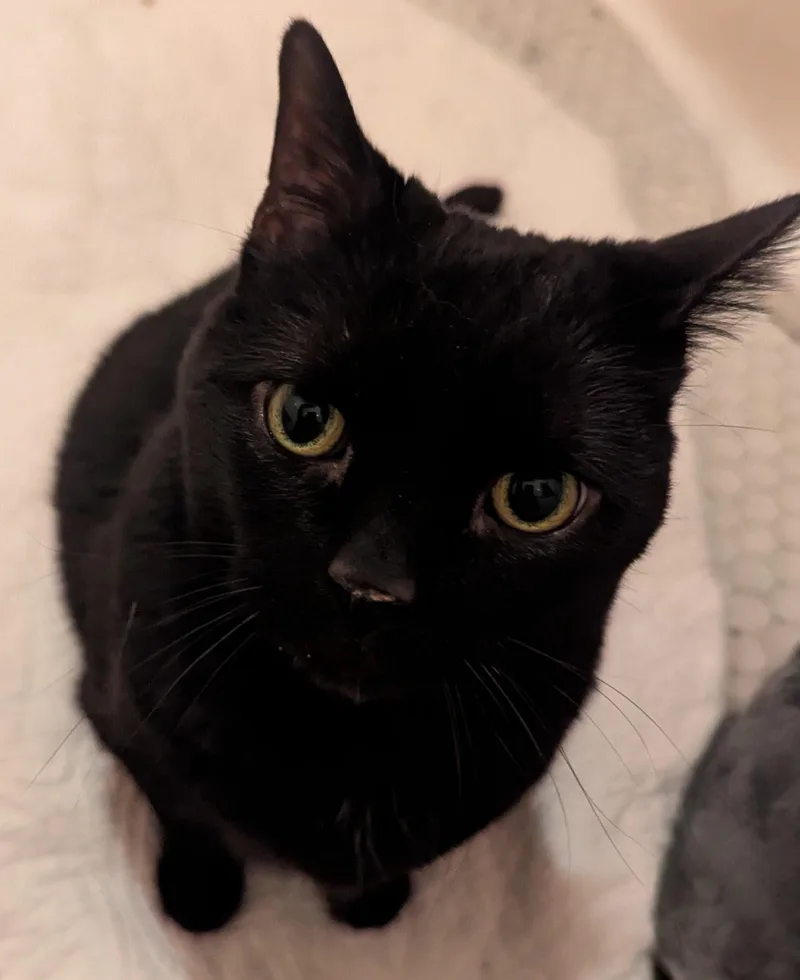 Bella thumbnail 3
