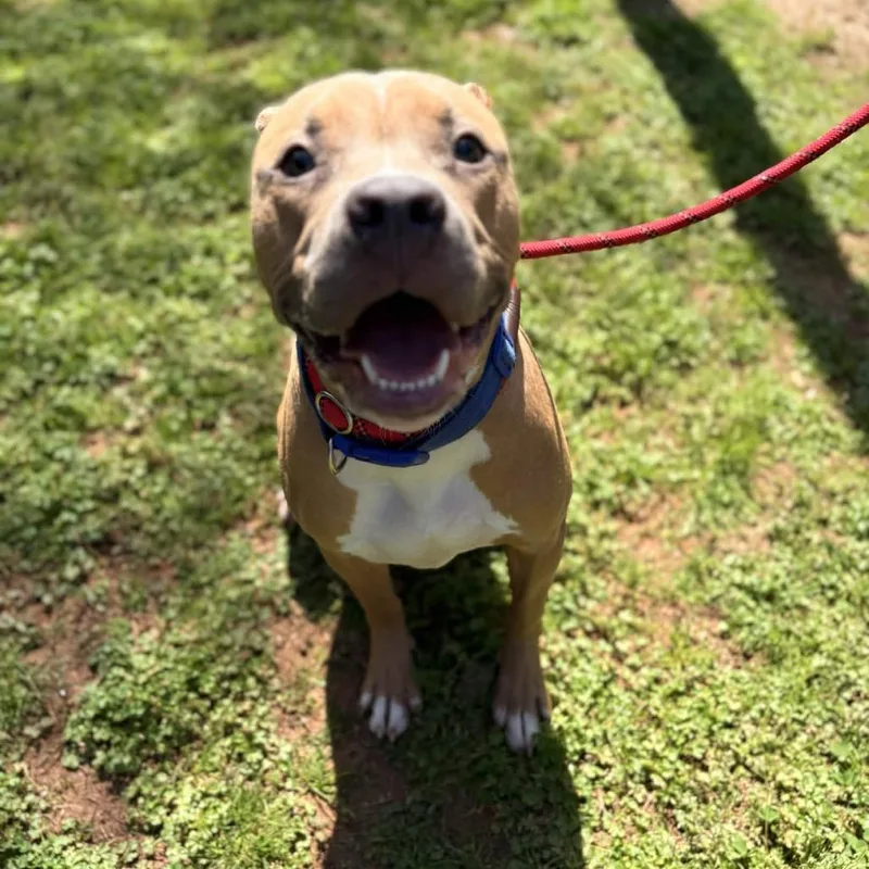 An adult large-sized male Brown / Chocolate American Staffordshire Terrier dog named Yuji for adoption in Greenville, SC