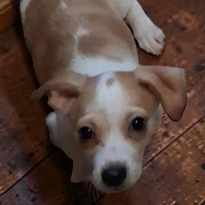 A baby small-sized male White / Cream Chihuahua dog named Arthur for adoption in Portland, OR