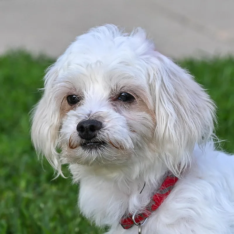 An adult small-sized male Maltipoo dog named Buzz for adoption in Arlington Heights, IL