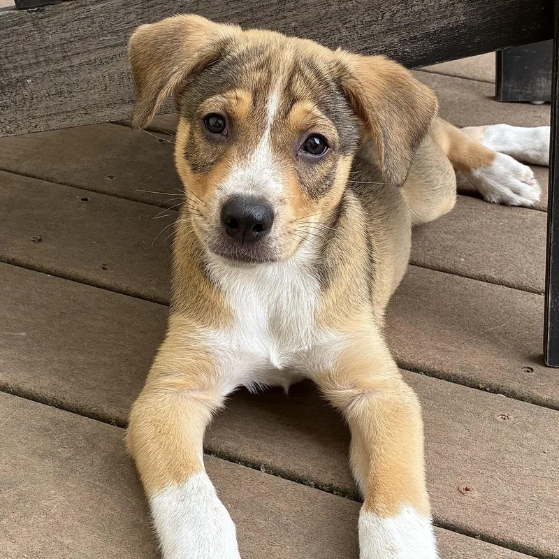 A baby medium-sized male Brown / Chocolate Shepherd dog named Marshal for adoption in Fort Collins, CO