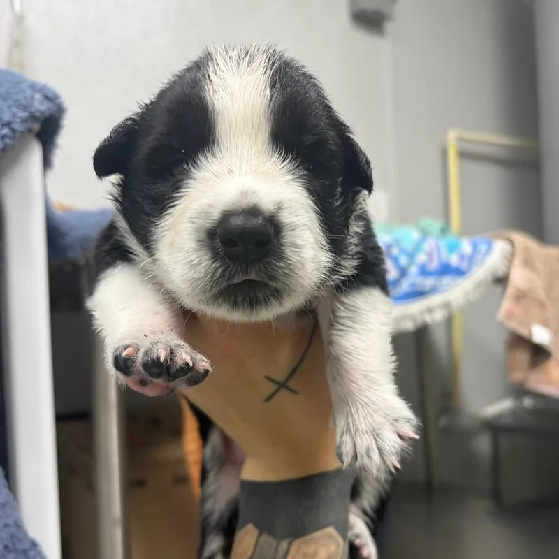 A baby medium-sized male Australian Shepherd dog named Sonnet for adoption in Fredericksburg, TX