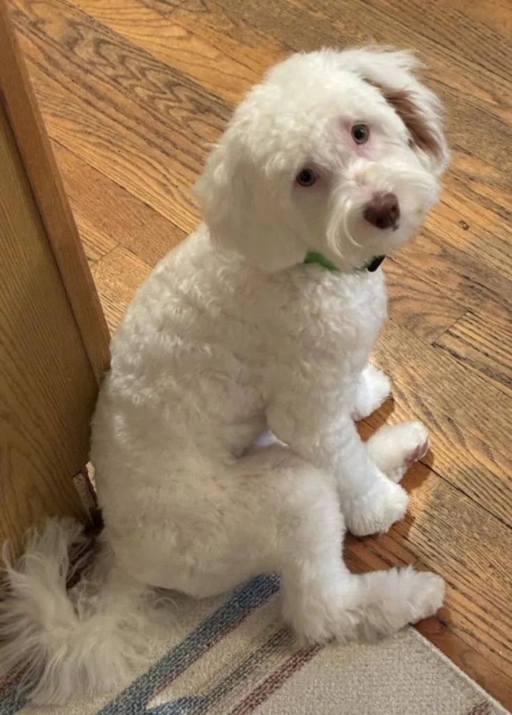 Sully