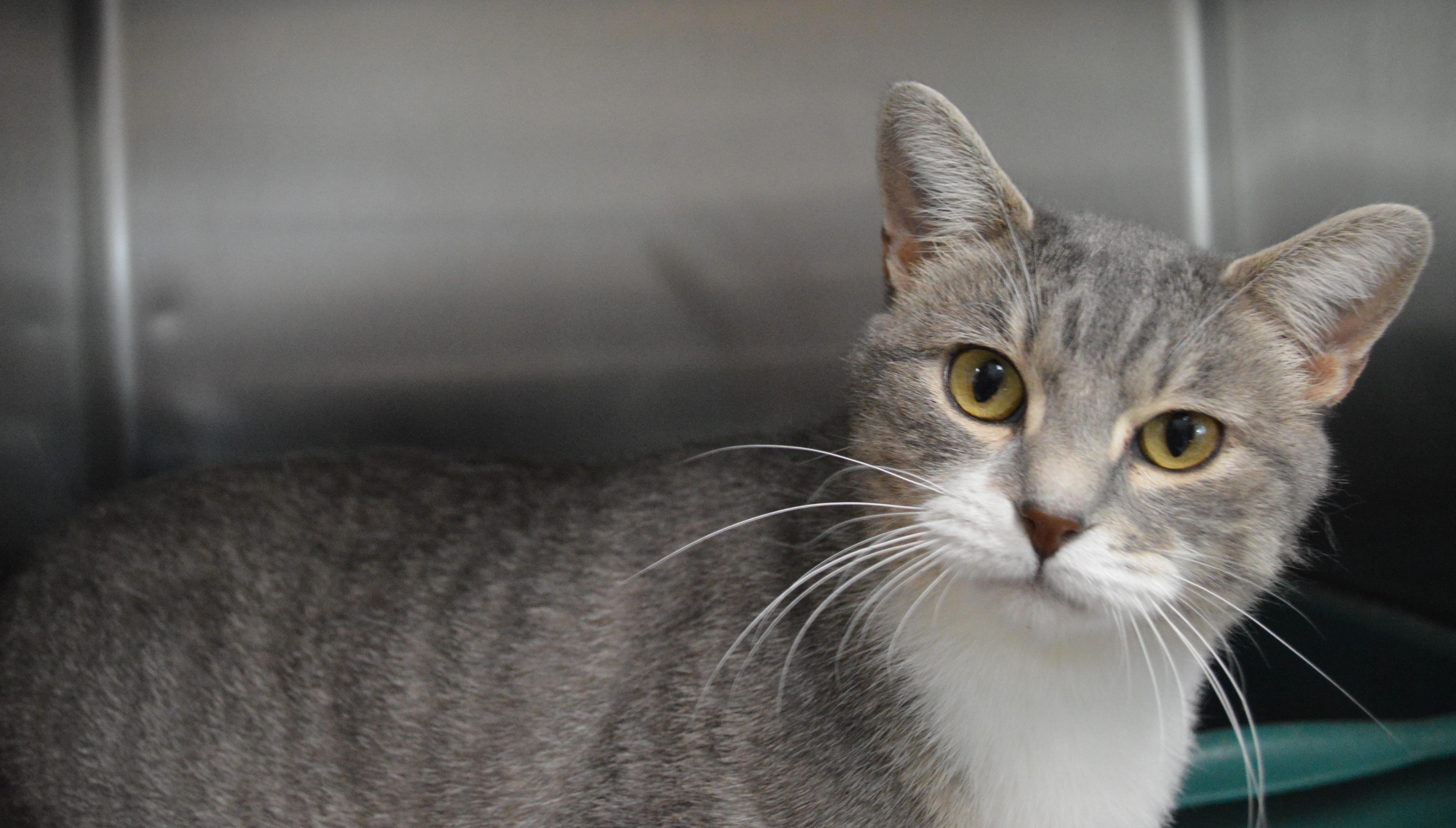 An adult medium-sized female Gray & White Domestic Short Hair cat named Basil for adoption in House Springs, MO