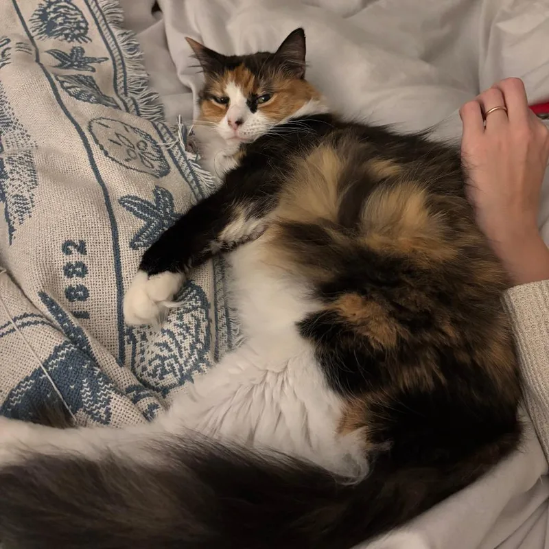 A senior medium-sized female Brown / Chocolate Domestic Medium Hair cat named Louise for adoption in Washington, DC