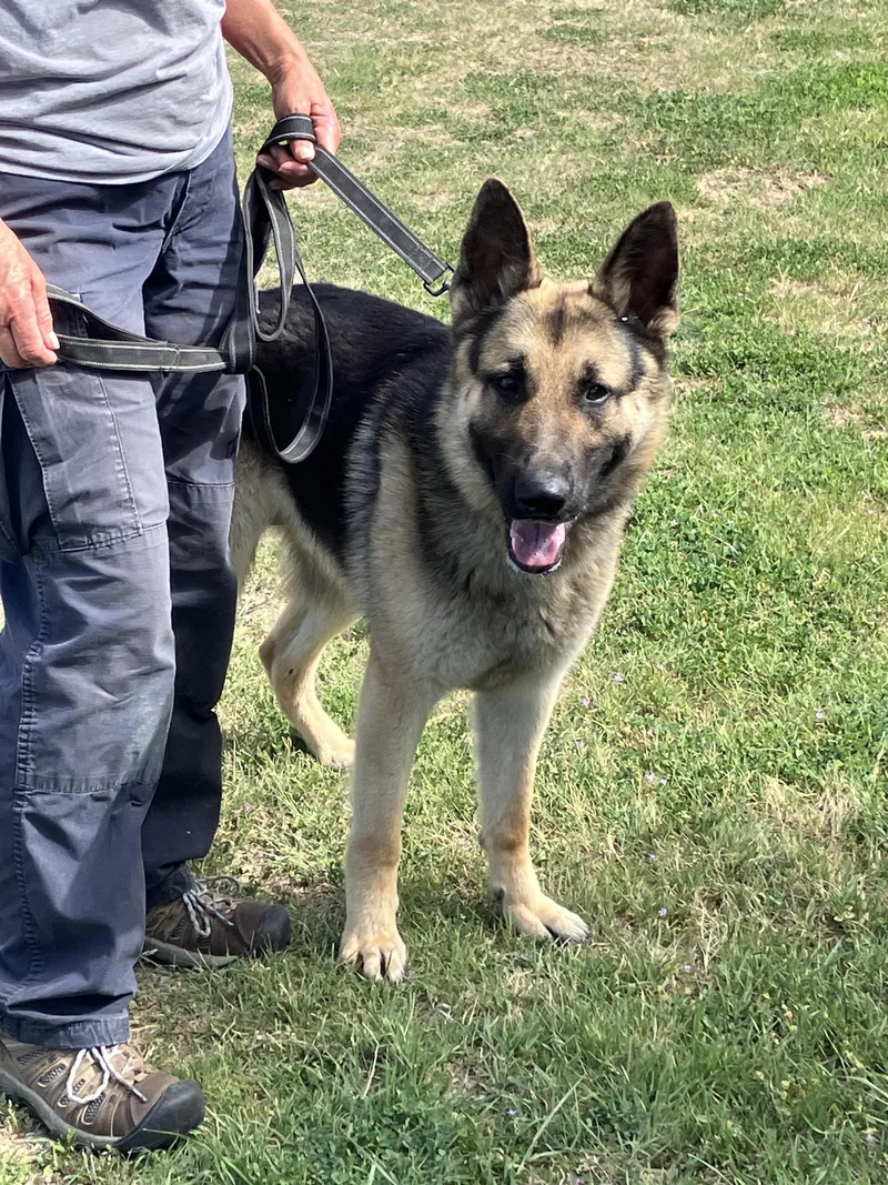 Tank  Big Beautiful thumbnail 4