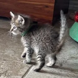 A baby medium-sized male Tabby (Gray / Blue / Silver) Domestic Short Hair cat named Bruno for adoption in Liverpool, TX