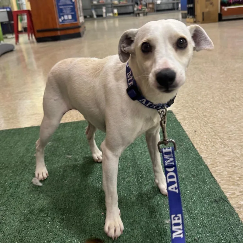 An adult small-sized male White / Cream Mixed Breed dog named Fwt Yogi for adoption in Midland, TX