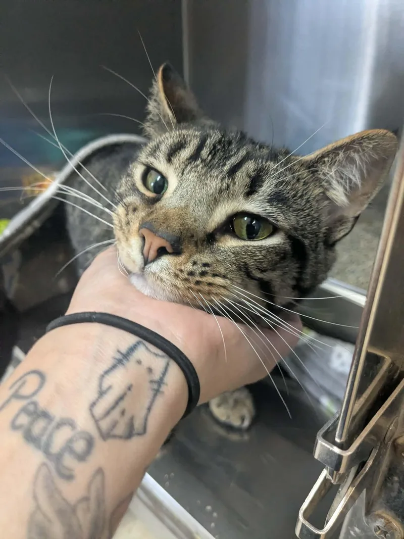 An adult large-sized male Tabby (Buff / Tan / Fawn) Domestic Short Hair cat named Aladdin for adoption in Lock Haven, PA