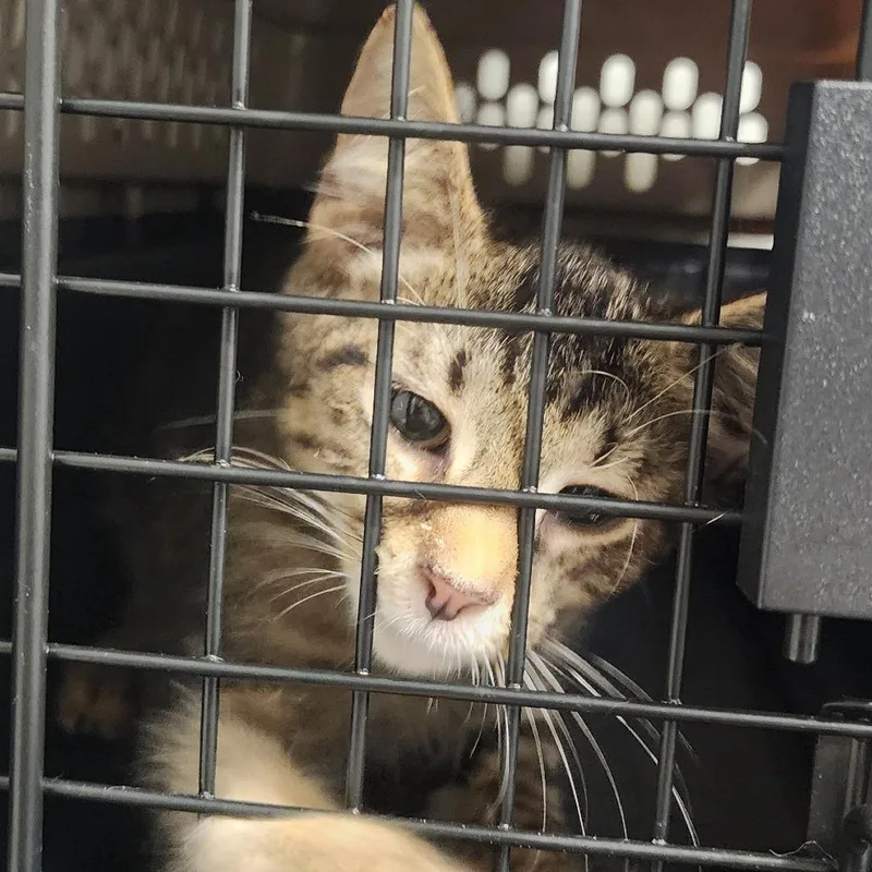 A baby small-sized male Gray / Blue / Silver Domestic Short Hair cat named Elmer for adoption in Charleston, WV