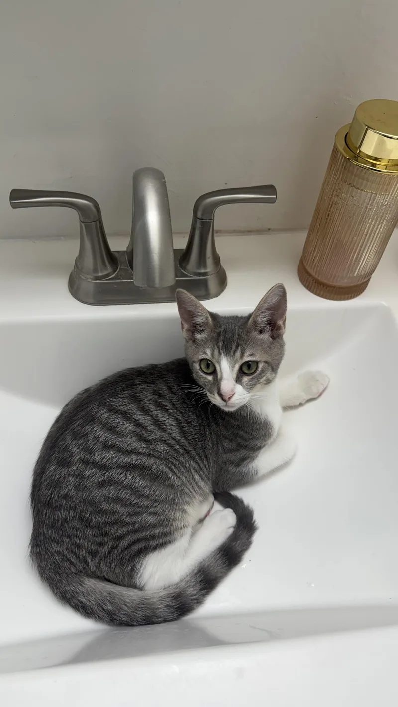 A baby medium-sized male Tabby (Gray / Blue / Silver) Tabby cat named Oliver for adoption in Tampa, FL