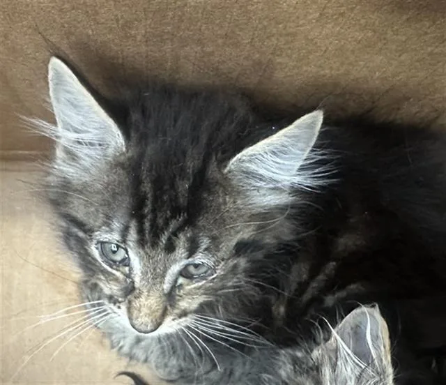 A baby medium-sized male Domestic Long Hair cat named Elm for adoption in Dallas, TX