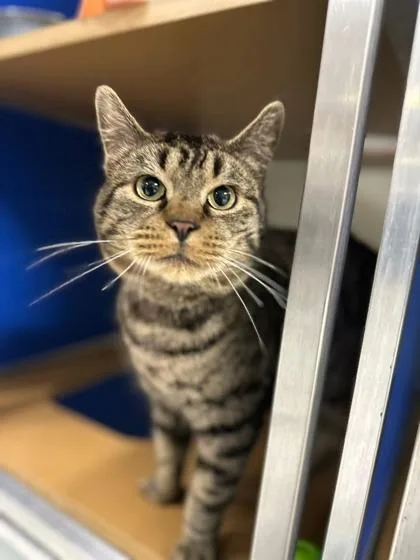 An adult small-sized male Domestic Short Hair cat named Raphael for adoption in Clarks Summit, PA