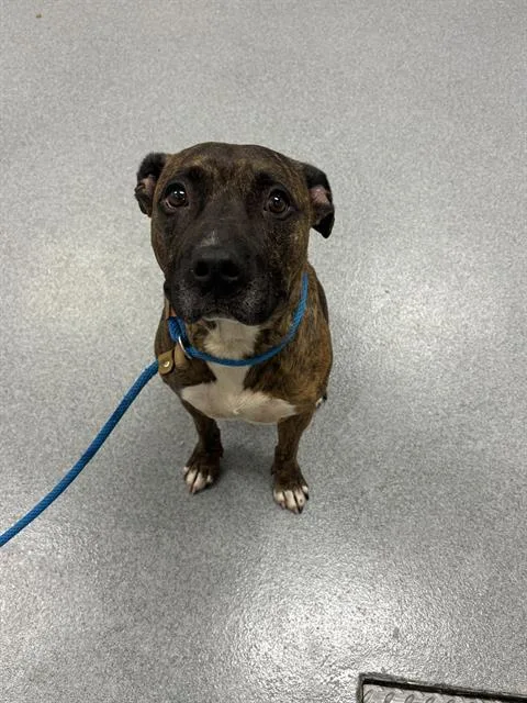 An adult medium-sized male Pit Bull Terrier dog named Reec for adoption in Indianapolis, IN