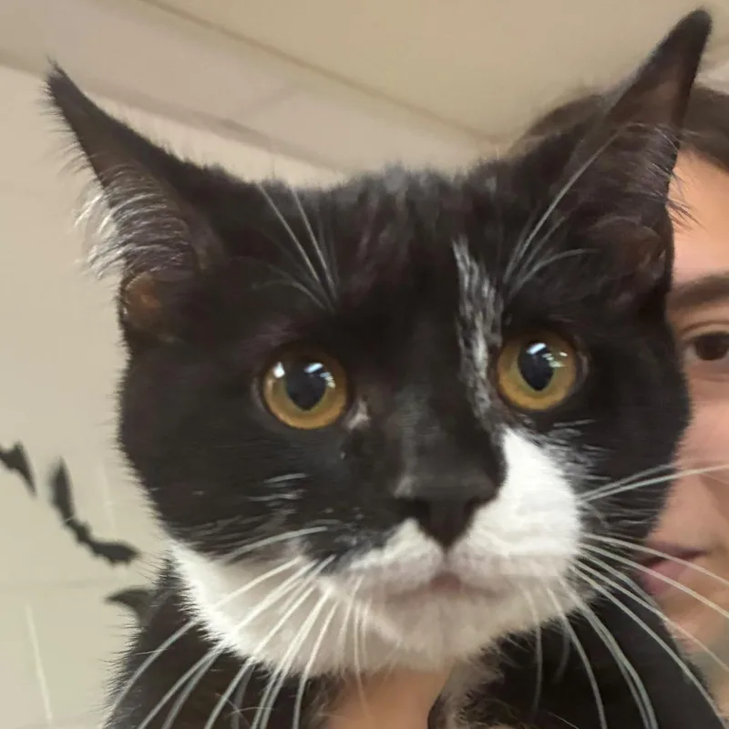 A baby small-sized female Domestic Short Hair cat named Meow Donna for adoption in Gadsden, AL