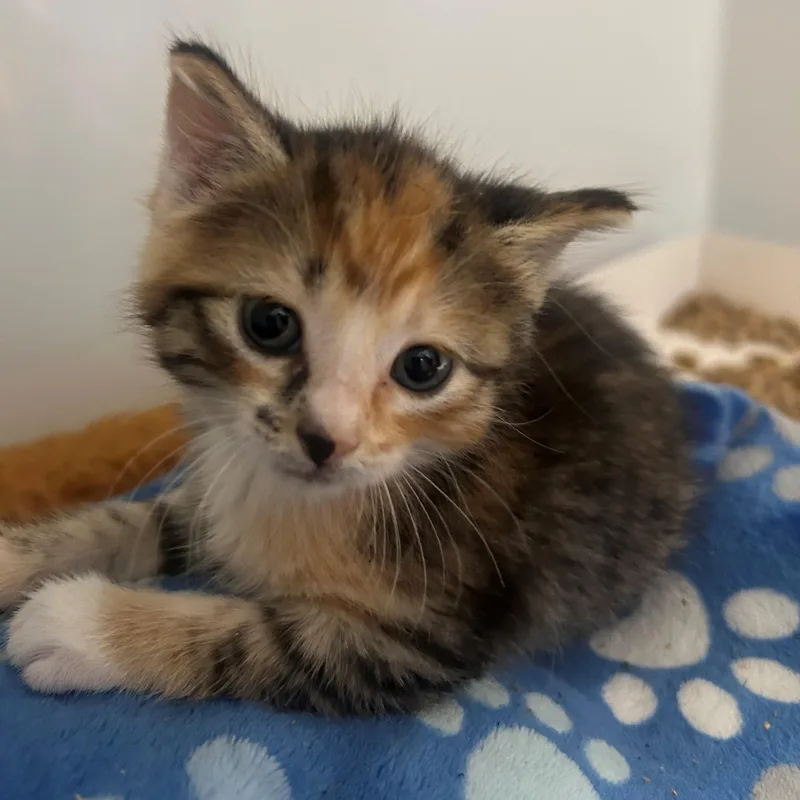 Little Bite