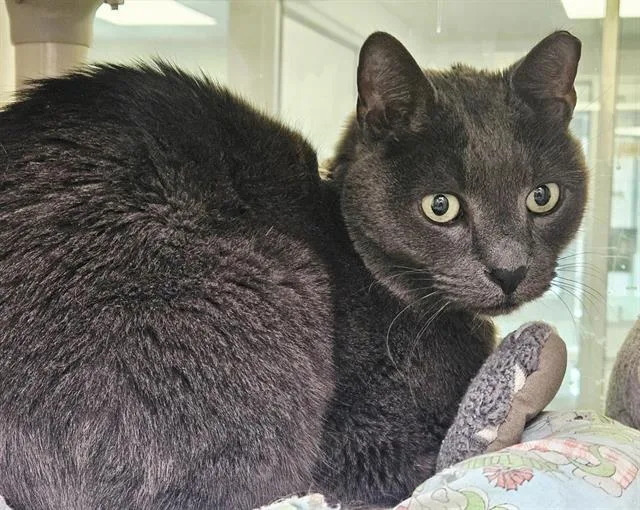 A senior medium-sized male Domestic Short Hair cat named Mr. Claws for adoption in Albuquerque, NM