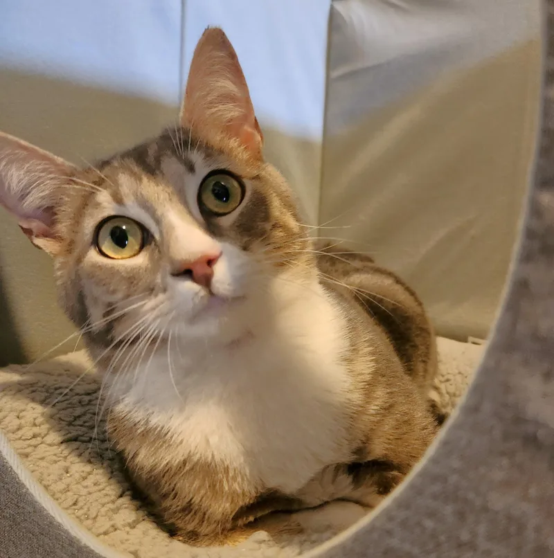 A young small-sized male Tabby (Gray / Blue / Silver) Domestic Short Hair cat named Milo for adoption in Lathrop, CA
