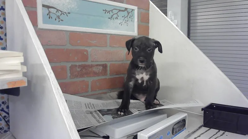 A baby small-sized male Staffordshire Bull Terrier dog named Arlo for adoption in Houston, TX