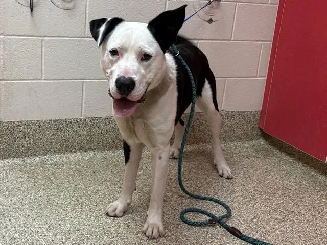 A young large-sized male Pit Bull Terrier dog named Pepe Le Pew for adoption in Colorado Springs, CO