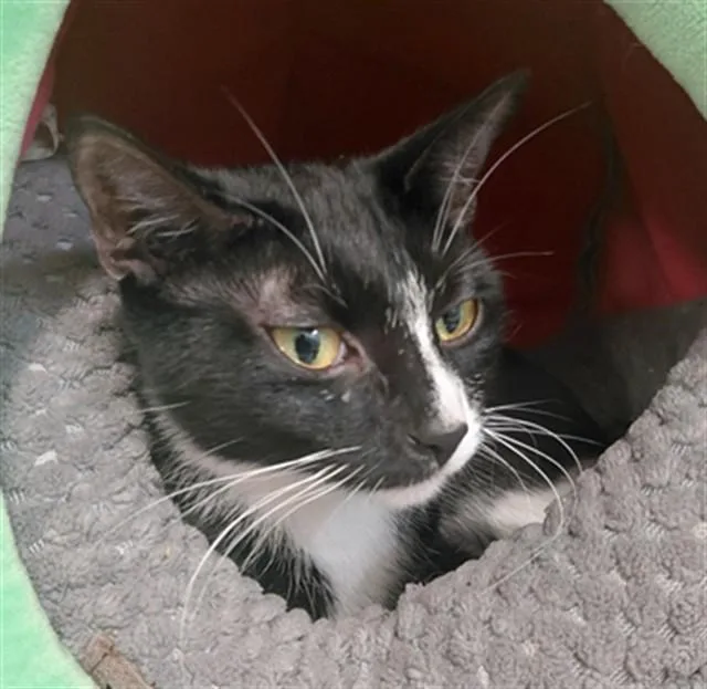 A baby medium-sized female Domestic Short Hair cat named Mila for adoption in Houston, TX