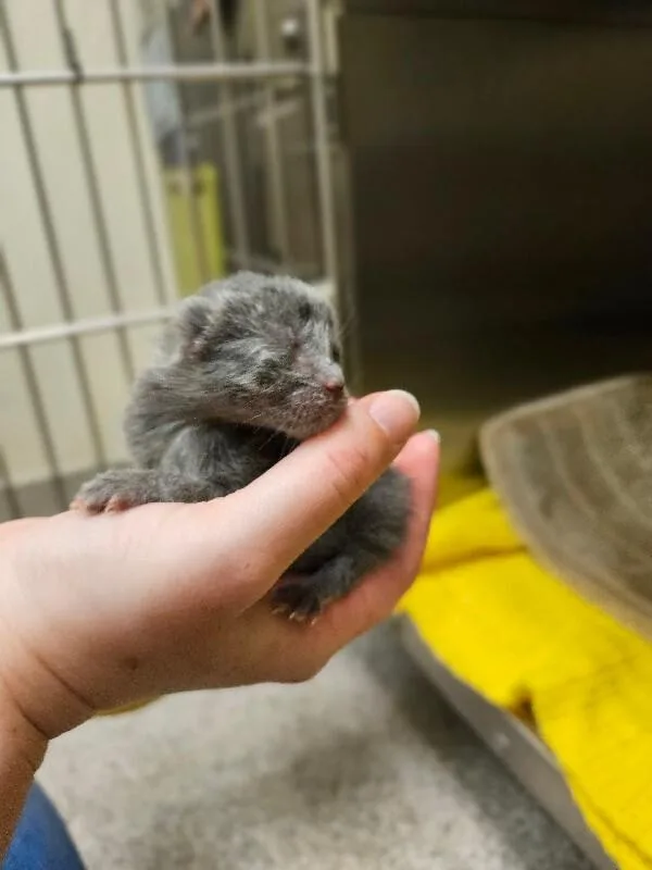A young medium-sized female Gray / Blue / Silver Domestic Short Hair cat named Twizzler for adoption in Disputanta, VA
