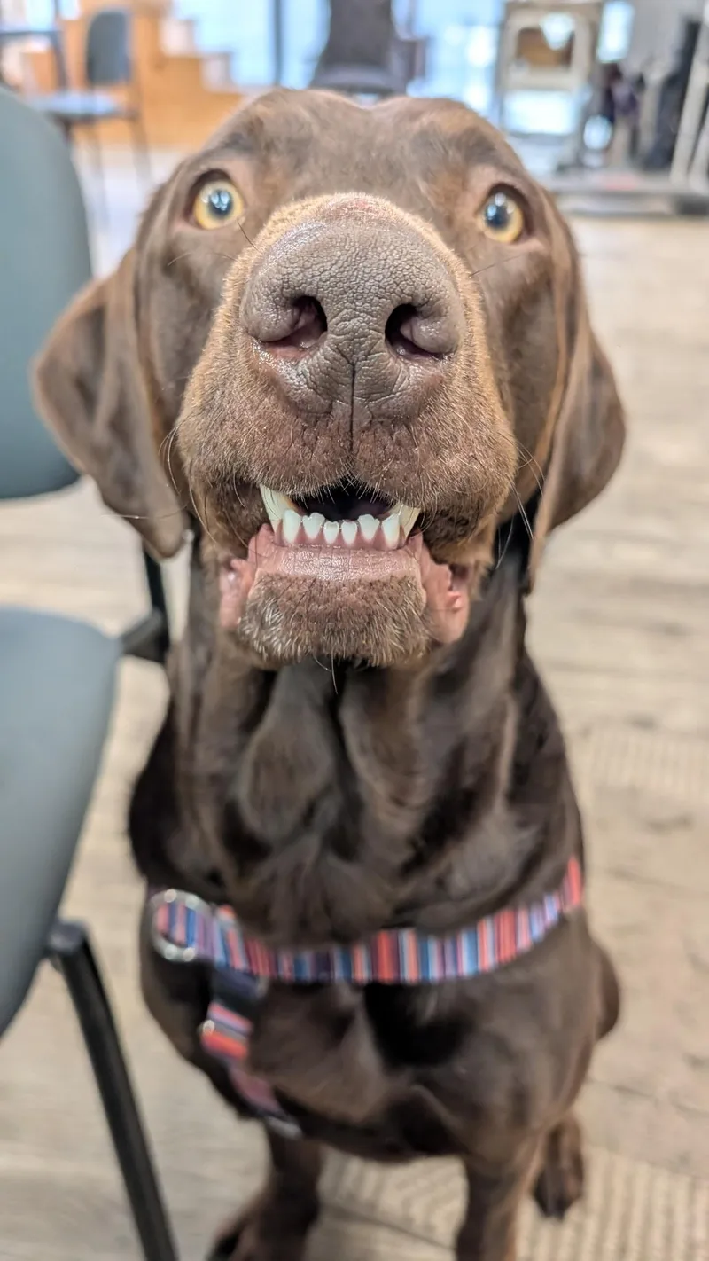 An adult large-sized male Chocolate Labrador Retriever dog named Yogi for adoption in Hollis, NH