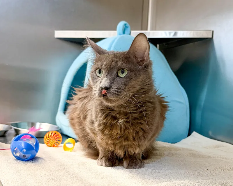 A young medium-sized female Gray & White Domestic Long Hair cat named Mystic for adoption in Scituate, MA