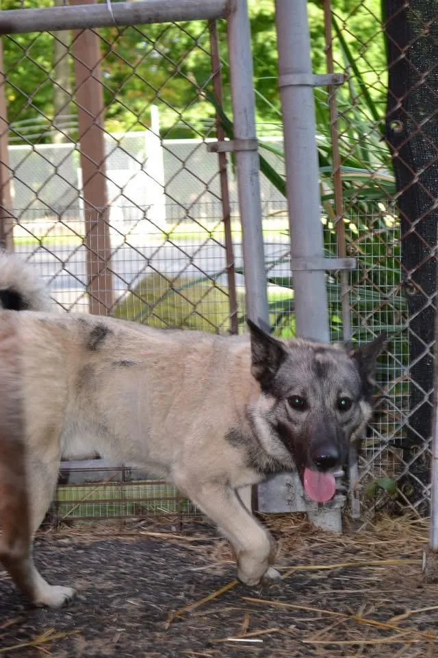 An adult medium-sized male Yellow / Tan / Blond / Fawn Norwegian Elkhound dog named HotRod for adoption in Chardon, OH