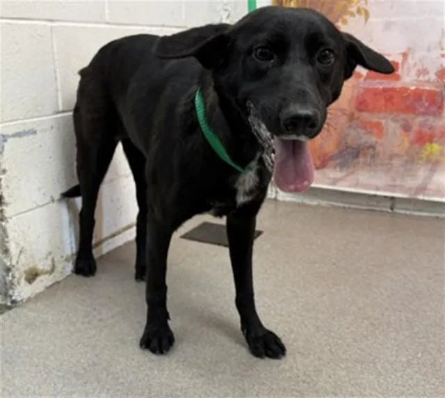 A young large-sized female German Shepherd Dog dog named Hannah for adoption in San Bernardino, CA