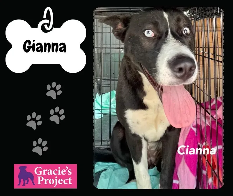 An adult medium-sized female Husky dog named Cianna for adoption in Canyon, TX