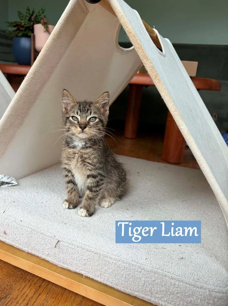 A baby medium-sized male Domestic Medium Hair cat named Tiger Liam for adoption in Hoover , AL