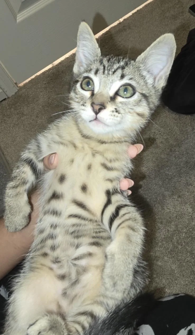 A baby medium-sized male Tabby (Buff / Tan / Fawn) Tabby cat named Theo for adoption in Huntington Beach, CA