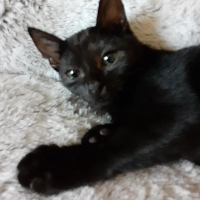 An adult medium-sized female Smoke Domestic Short Hair cat named Gia for adoption in Houston, TX