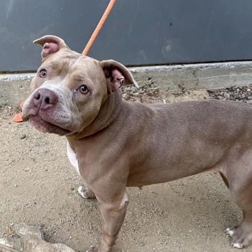 A young medium-sized female Pit Bull Terrier dog named Leslie for adoption in Ontario, CA