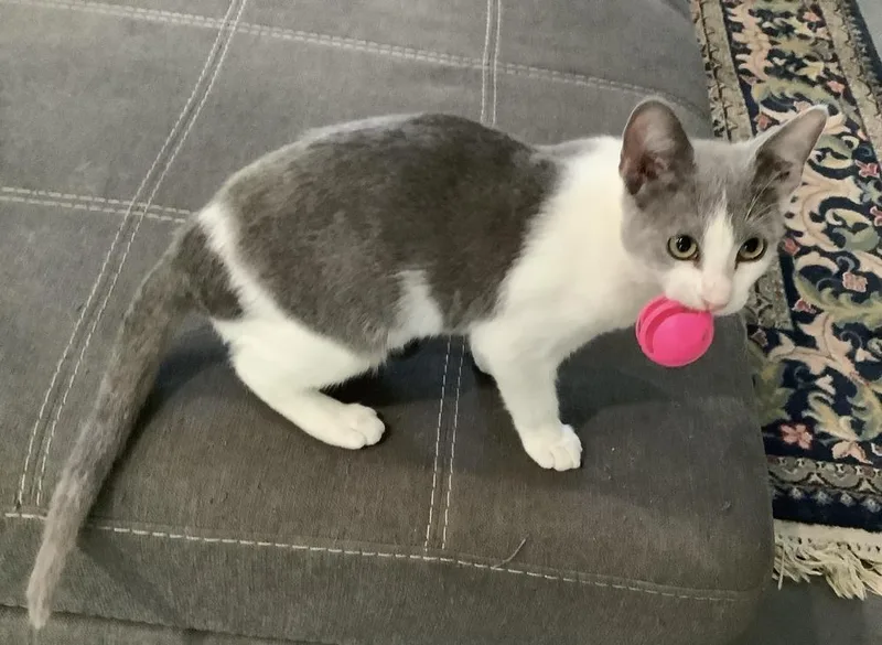 Greyson