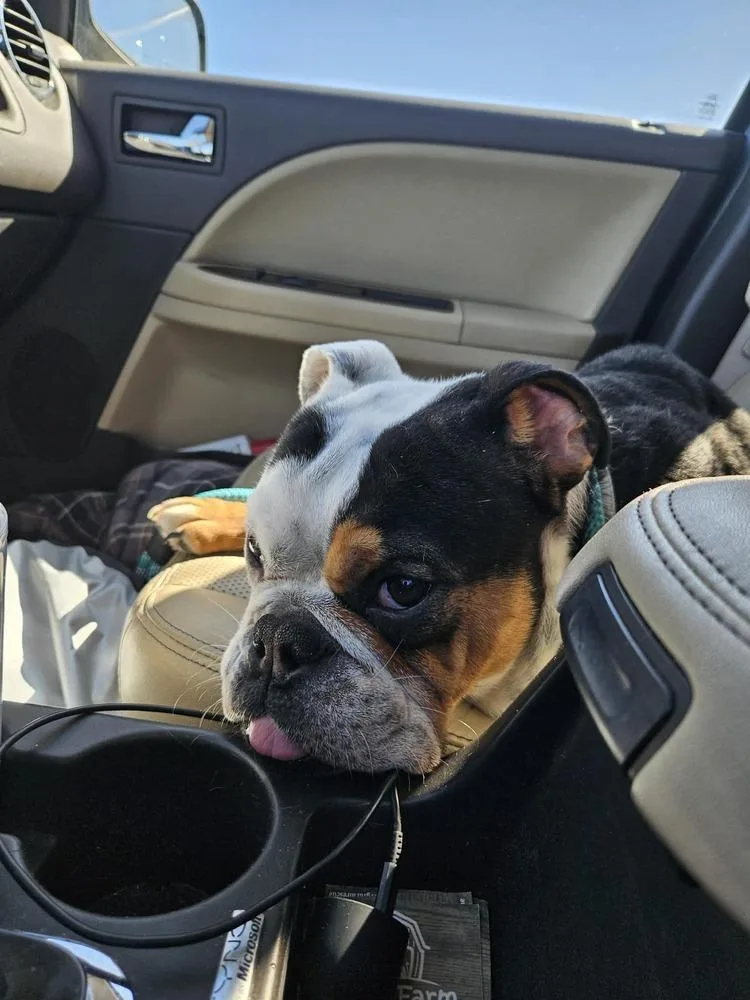 A young small-sized male Tricolor (Brown, Black, & White) American Bulldog dog named Oscar for adoption in Rathdrum, ID