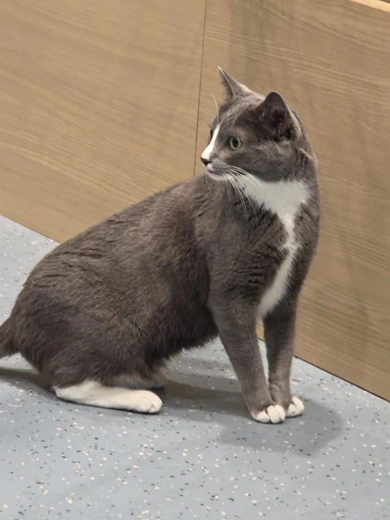 An adult medium-sized female Domestic Short Hair cat named Mouse for adoption in Mesquite, NV